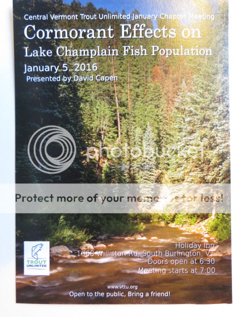 Cormorant Effects Lake Champlain United Forums